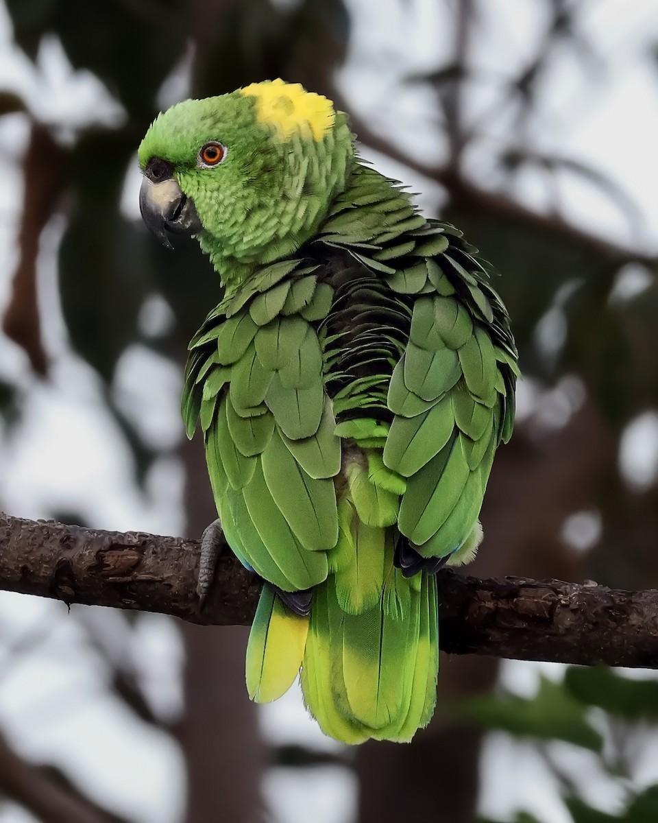 Amazone à nuque d'or - ML646915052