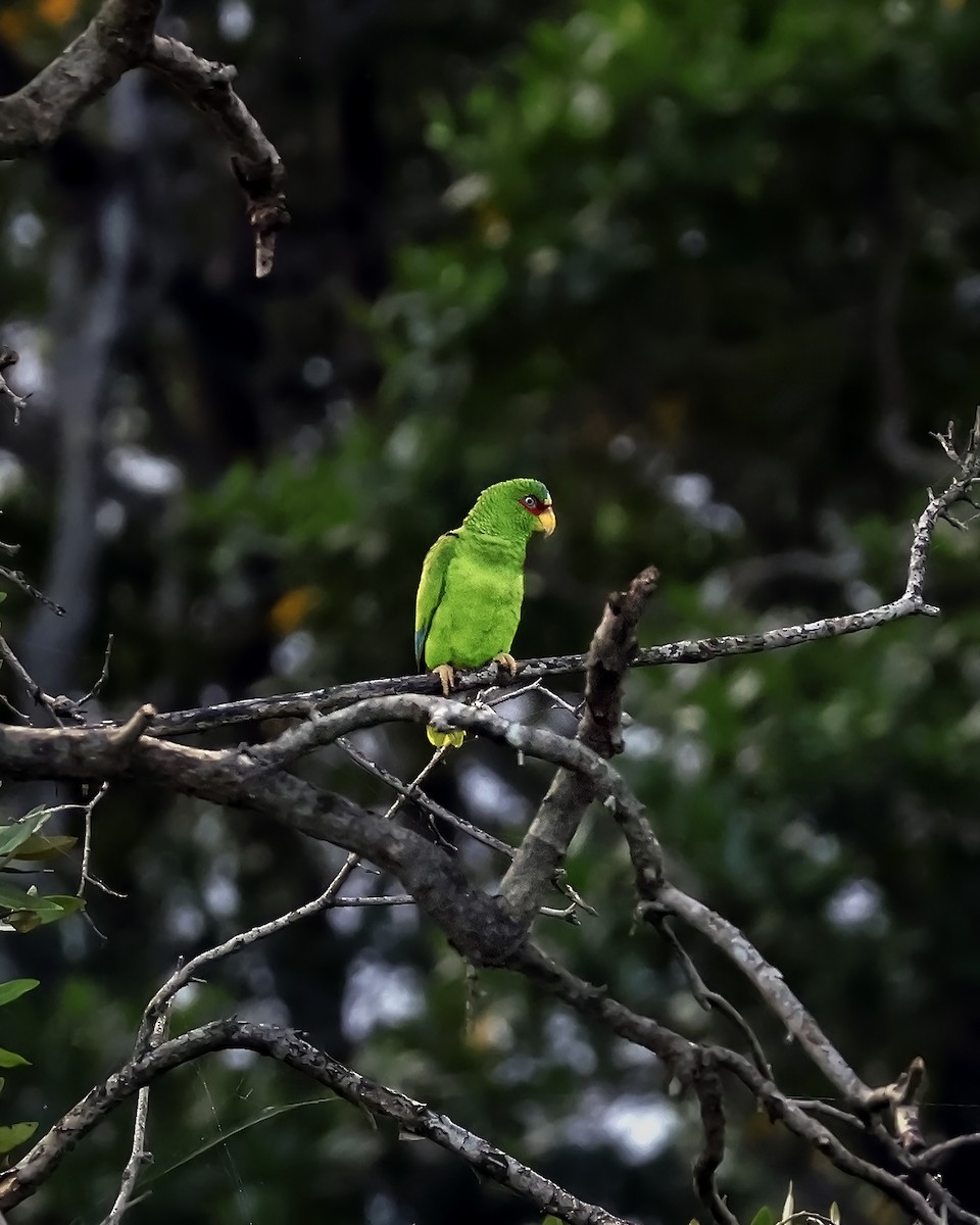 Amazone à front blanc - ML646915054
