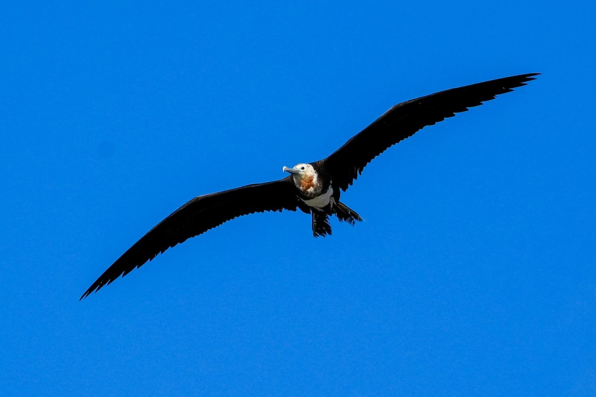 Great Frigatebird - ML646915057