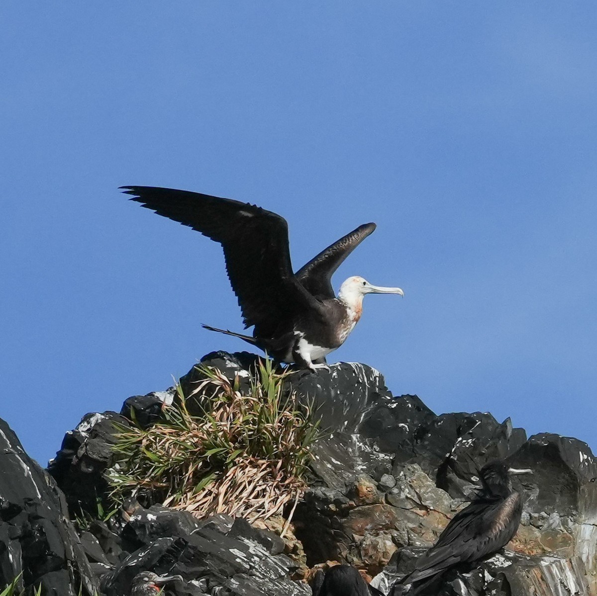 Great Frigatebird - ML646915058