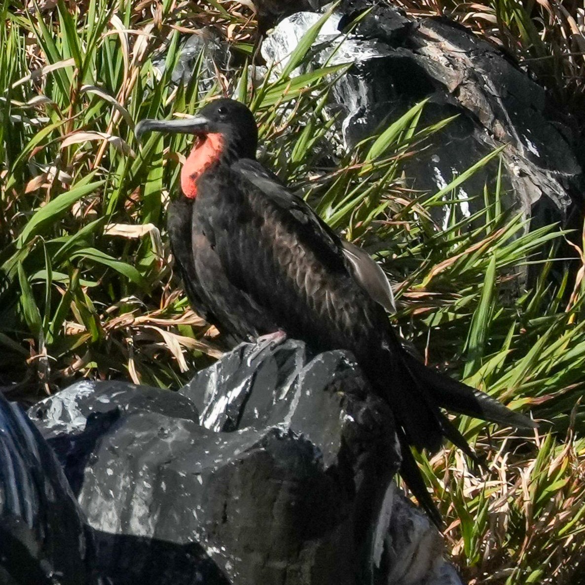 Great Frigatebird - ML646915059