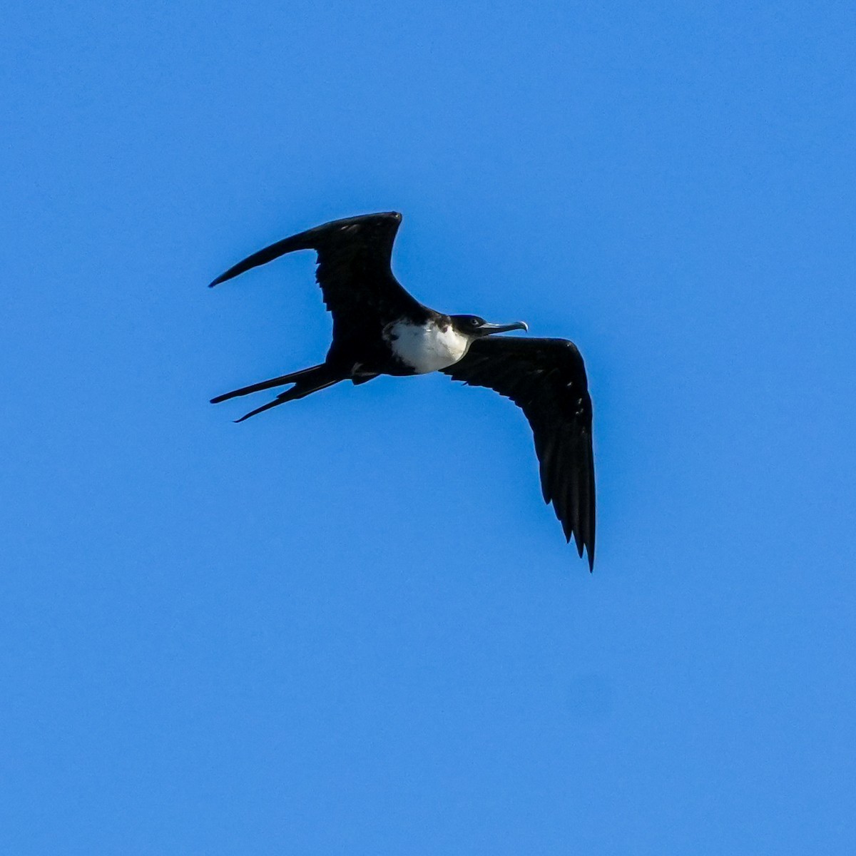 Great Frigatebird - ML646915060