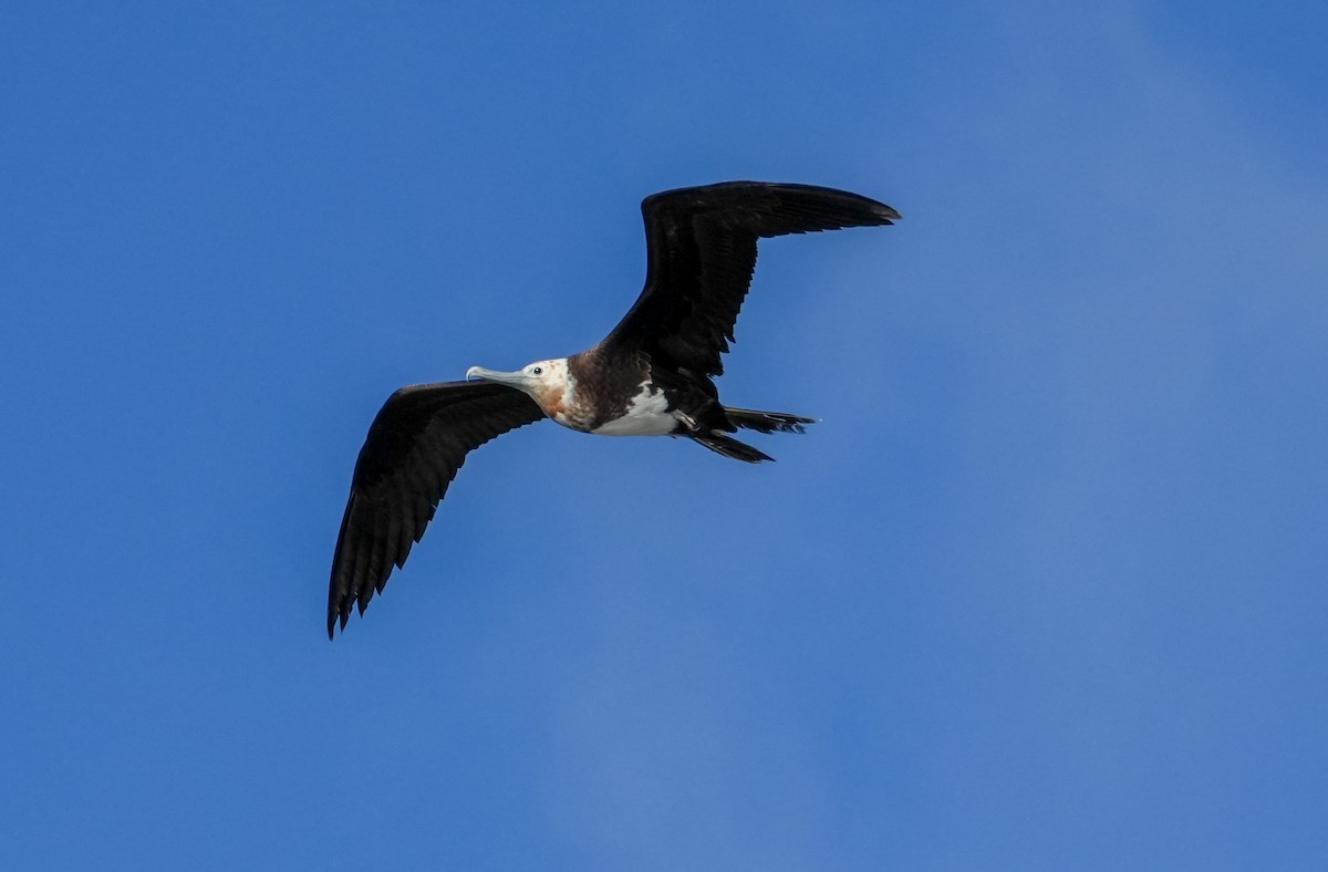 Great Frigatebird - ML646915061