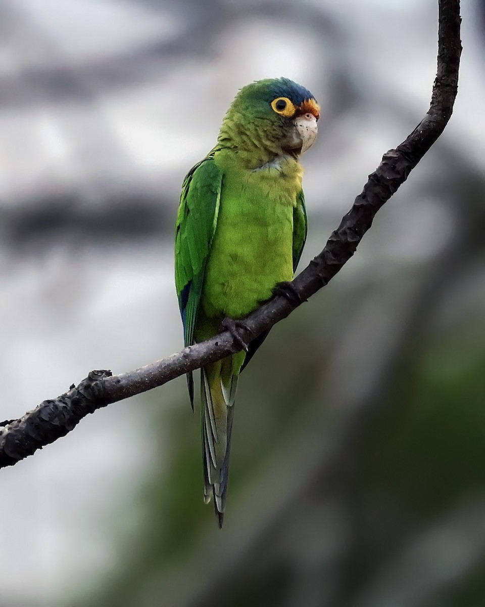 Conure à front rouge - ML646915063