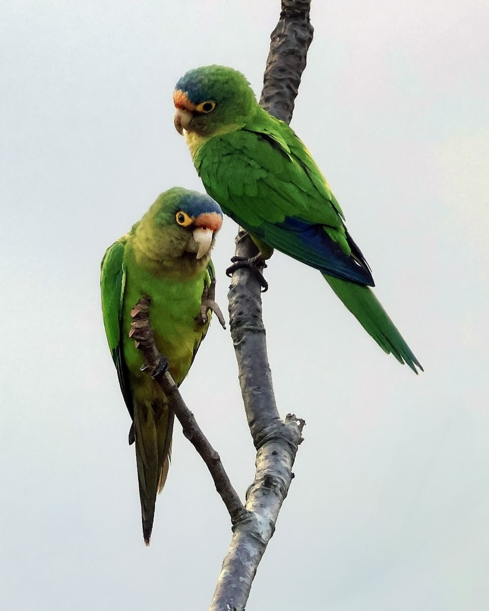 Conure à front rouge - ML646915064