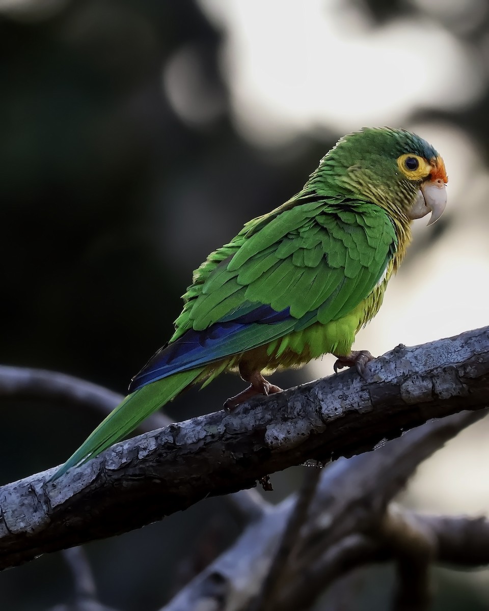 Conure à front rouge - ML646915065