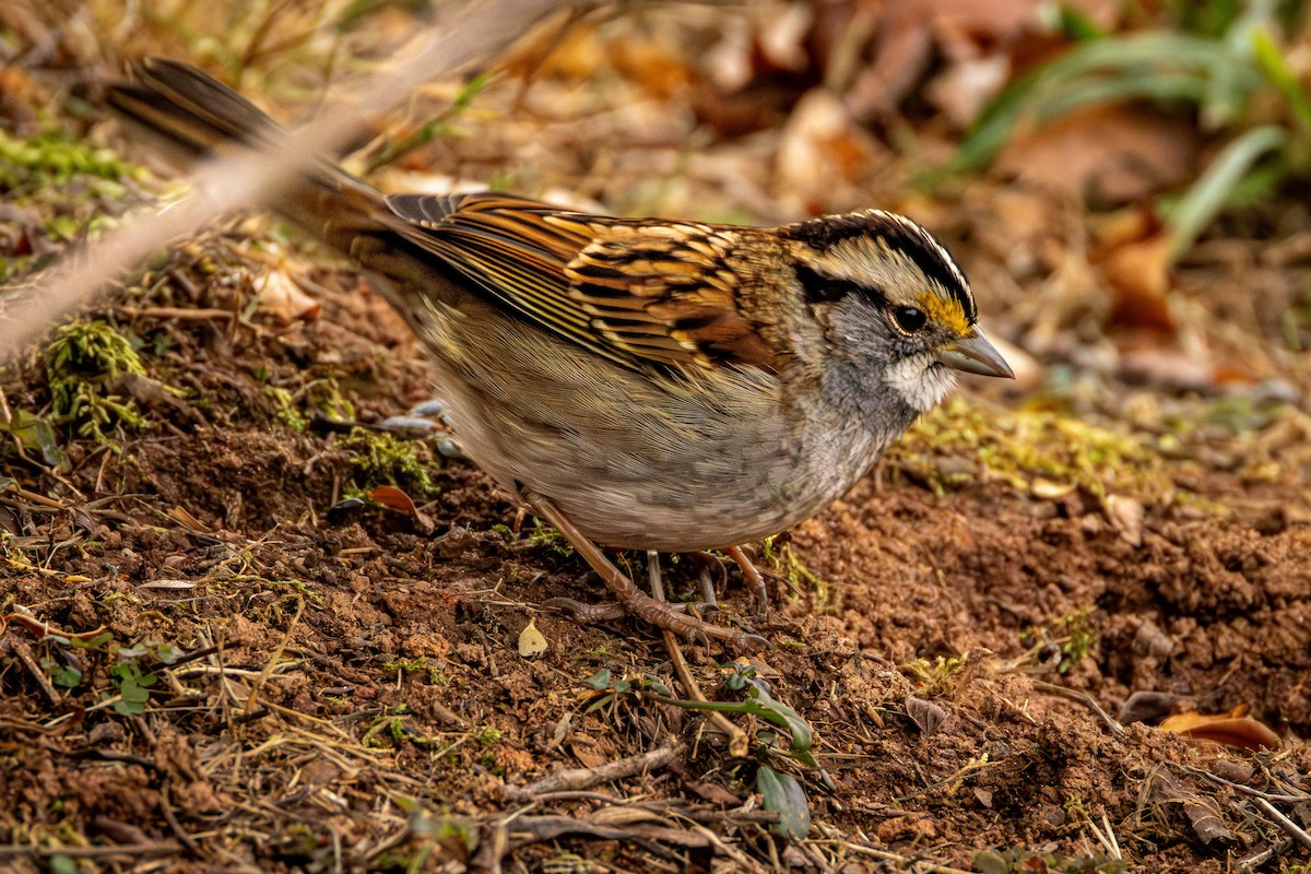 White-throated Sparrow - ML646915069