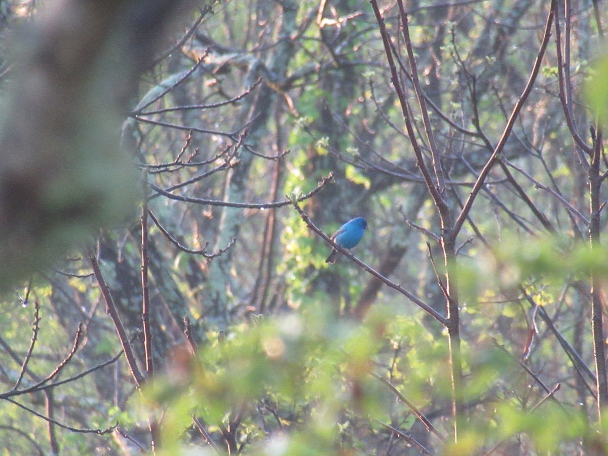 Indigo Bunting - ML646915074