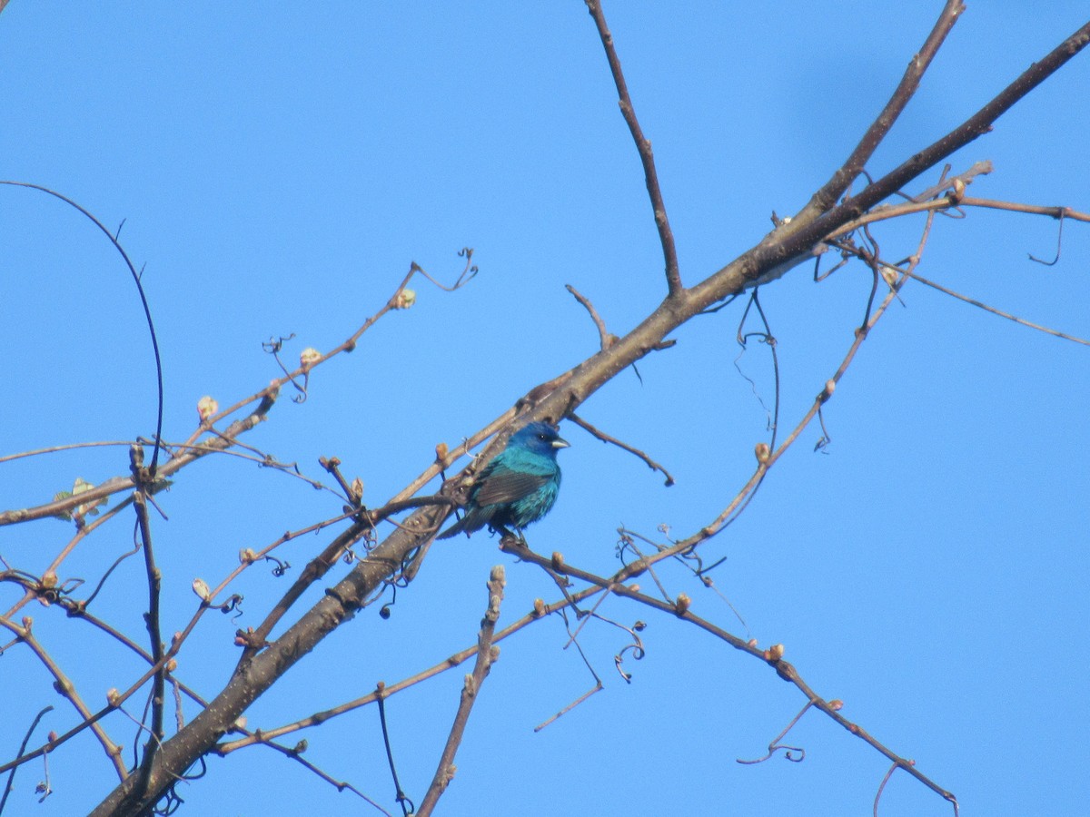 Indigo Bunting - ML646915075