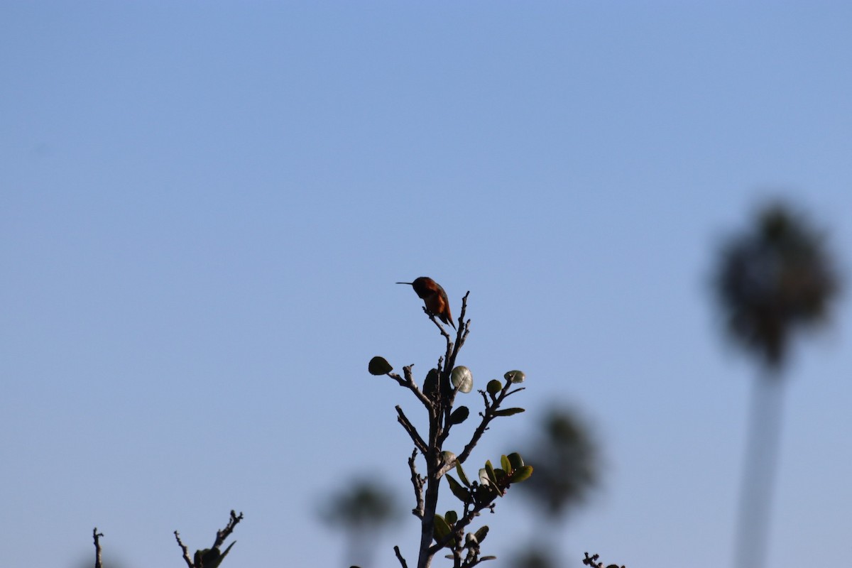 Allen's Hummingbird - ML646915080