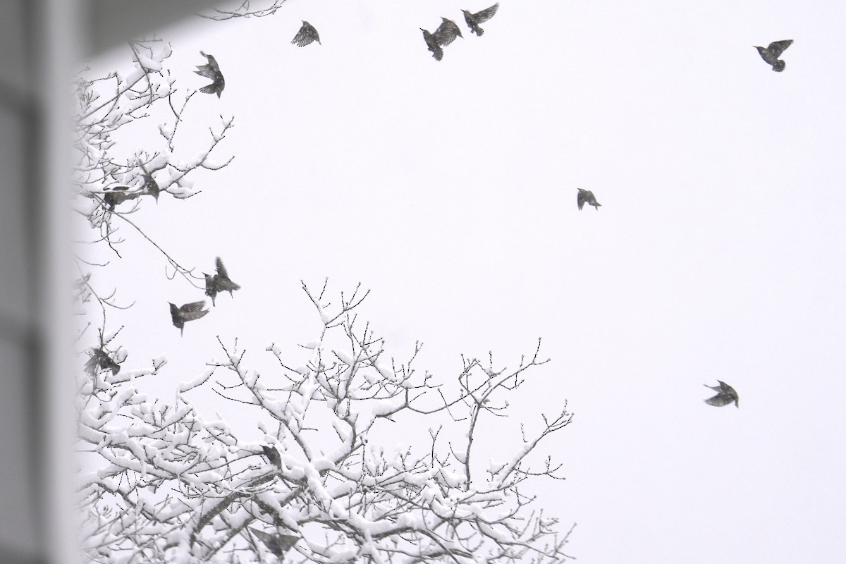 Estornino Pinto - ML646915084