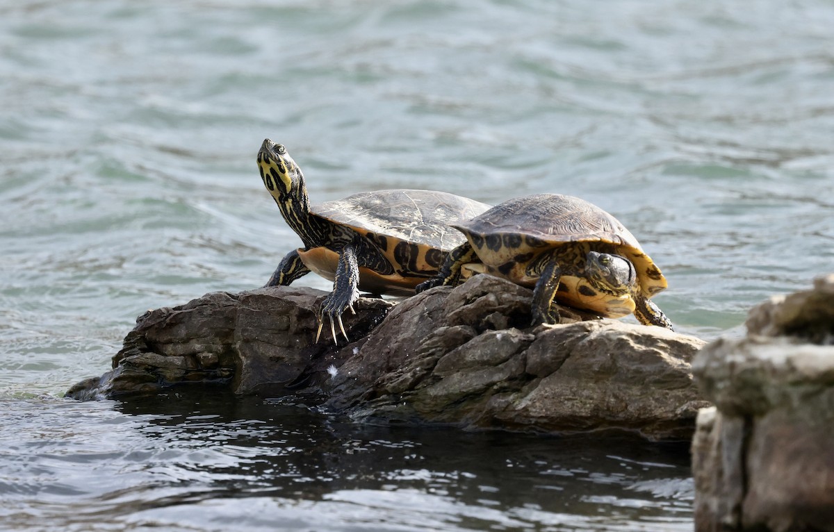 彩龜 - ML646915088