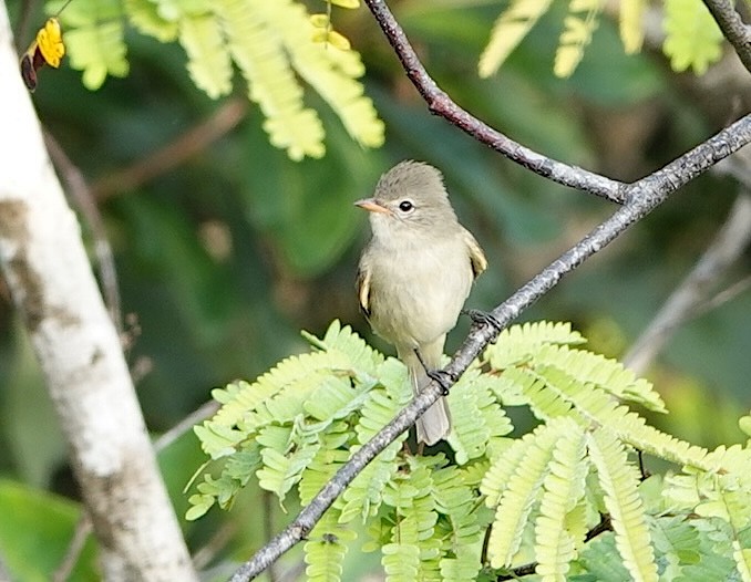 メグロハエトリ - ML646915089