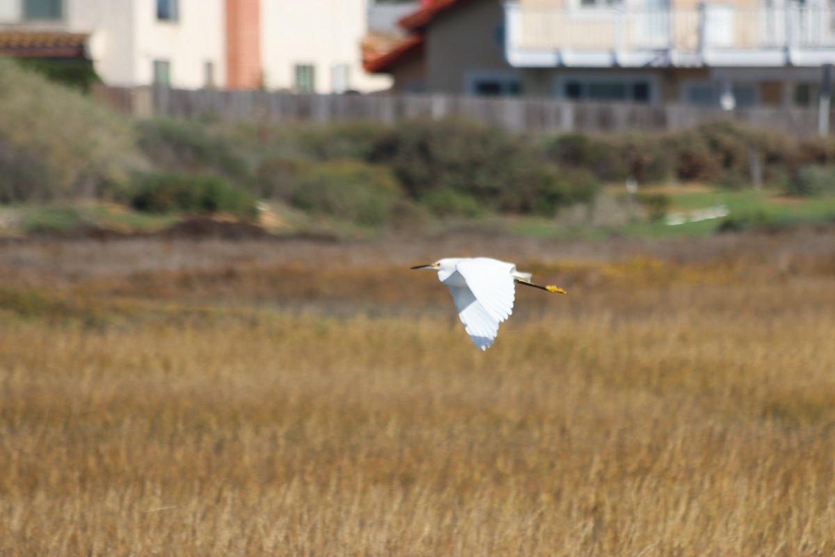 Snowy Egret - ML646915090