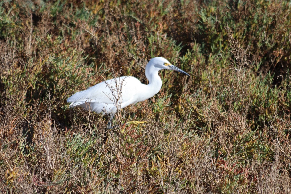 Snowy Egret - ML646915091