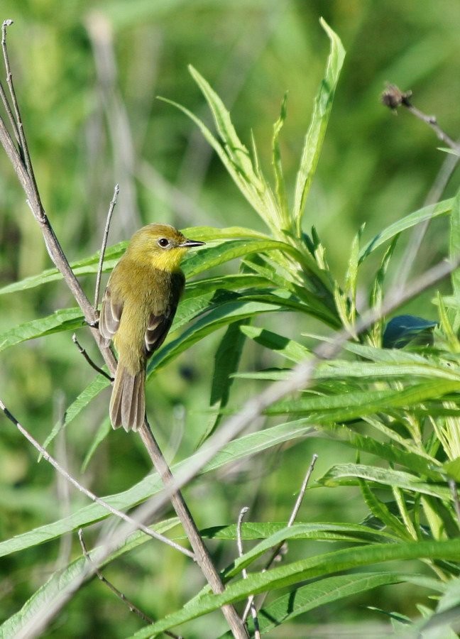 andesdoradito - ML646915092