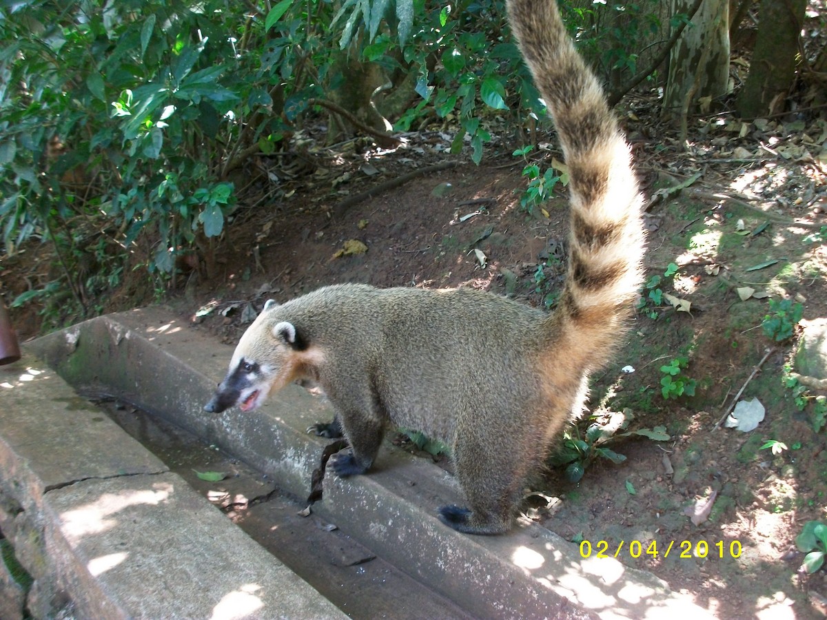 Mammals - ML646915094