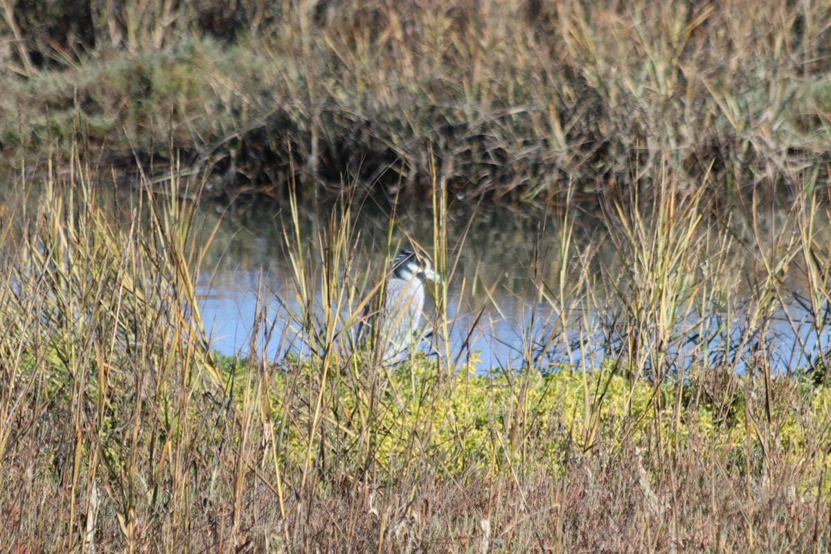 Yellow-crowned Night Heron - ML646915099
