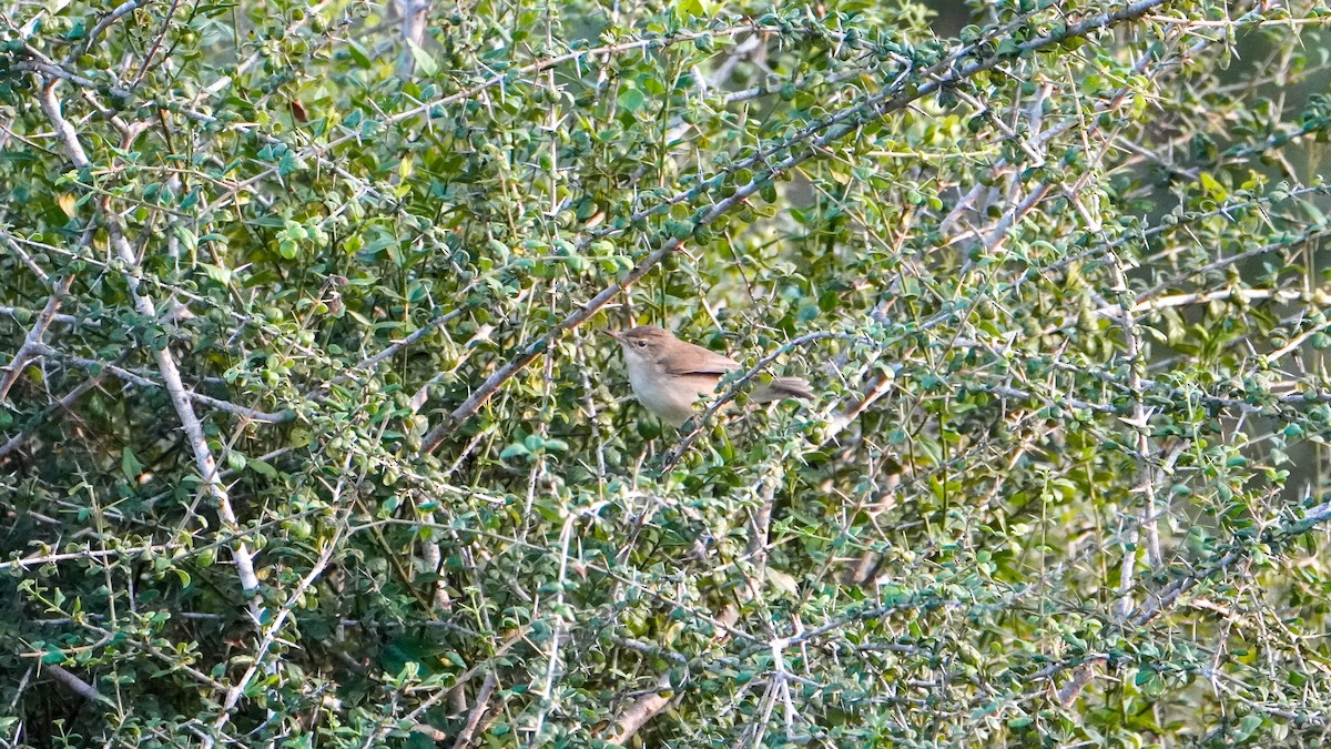 Hypolaïs bottée - ML646915100