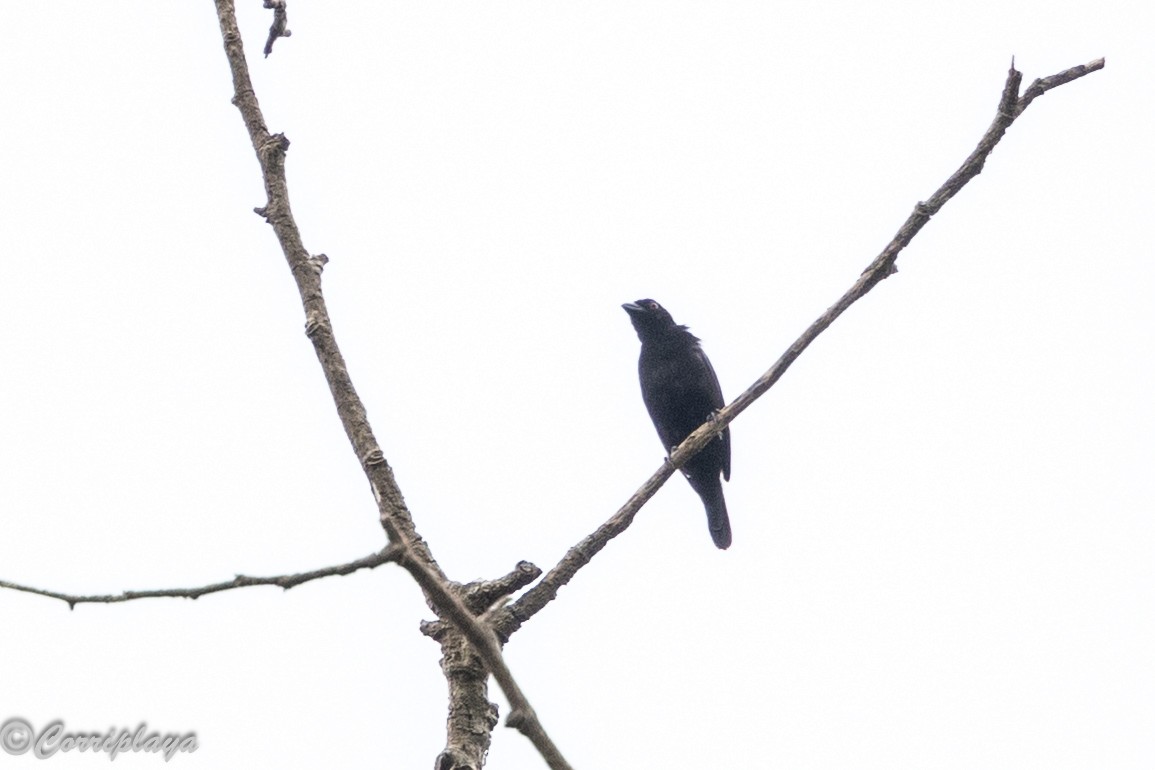 Gray-headed Nigrita - ML646915109