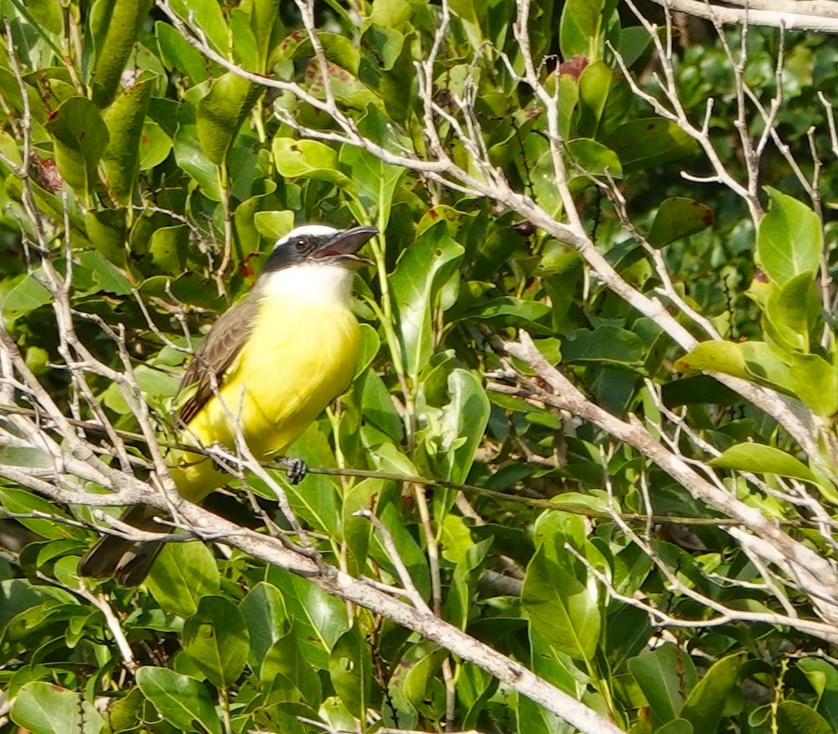 Пітанга-великодзьоб - ML646915111