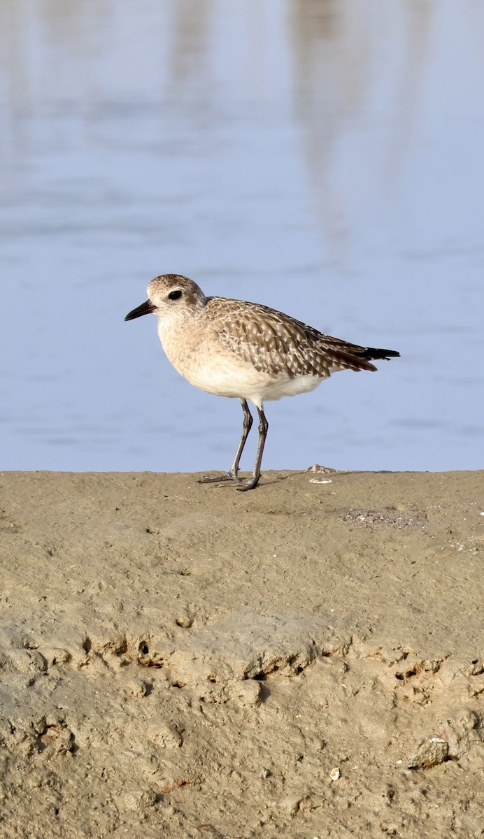 Gümüş Yağmurcun - ML646915114