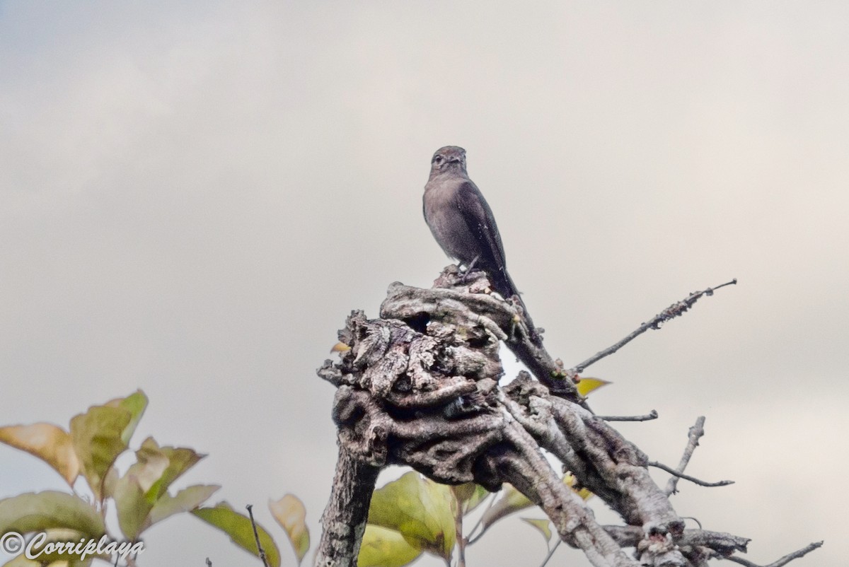 Ussher's Flycatcher - ML646915121