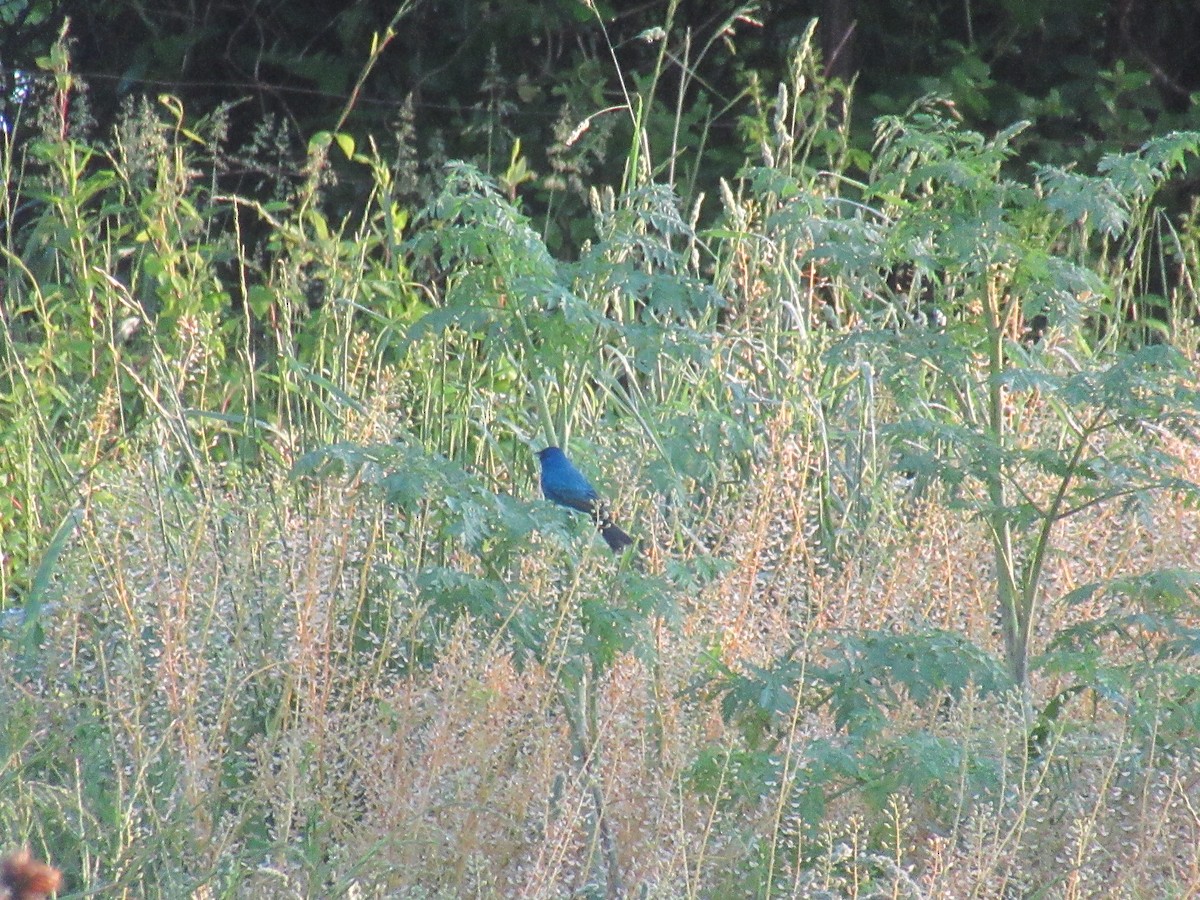 Indigo Bunting - ML646915122