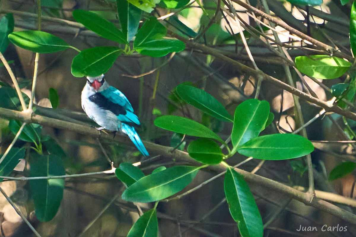 Woodland Kingfisher - ML646915126