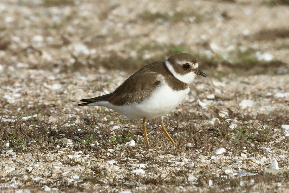 Perdeli Cılıbıt - ML646915129