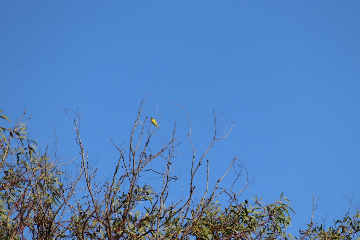 Lesser Goldfinch - ML646915132