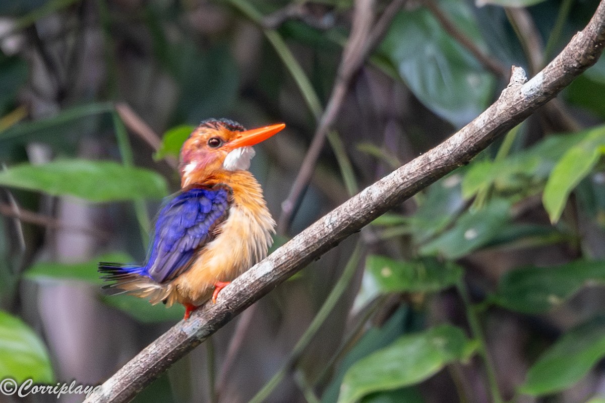 African Pygmy Kingfisher - ML646915136
