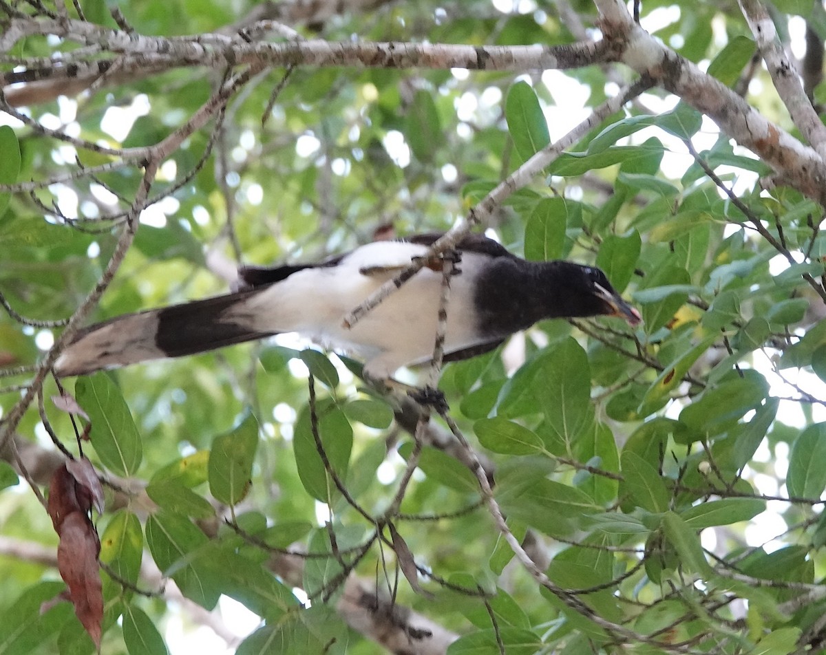 チャイロカケス - ML646915139