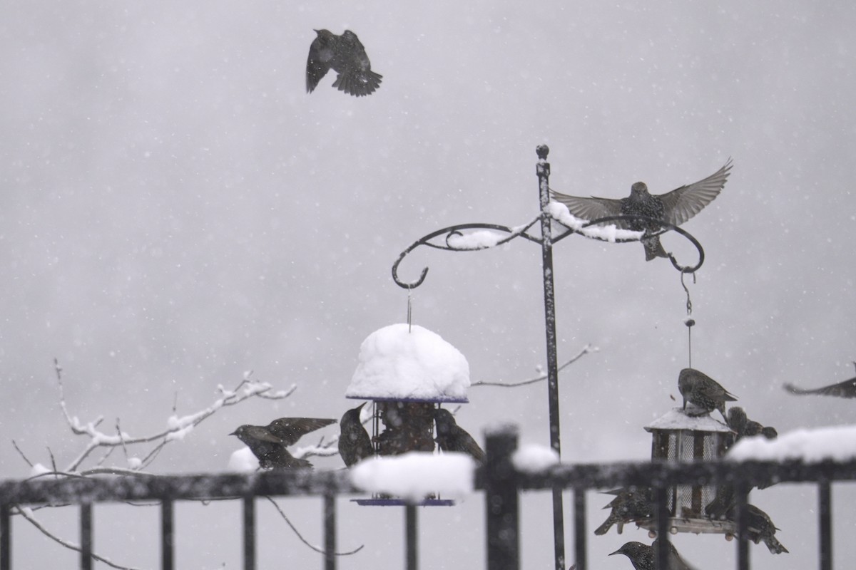 Estornino Pinto - ML646915140