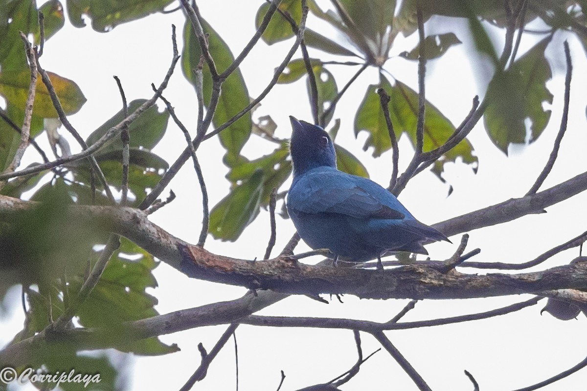 Blue Cuckooshrike - ML646915143