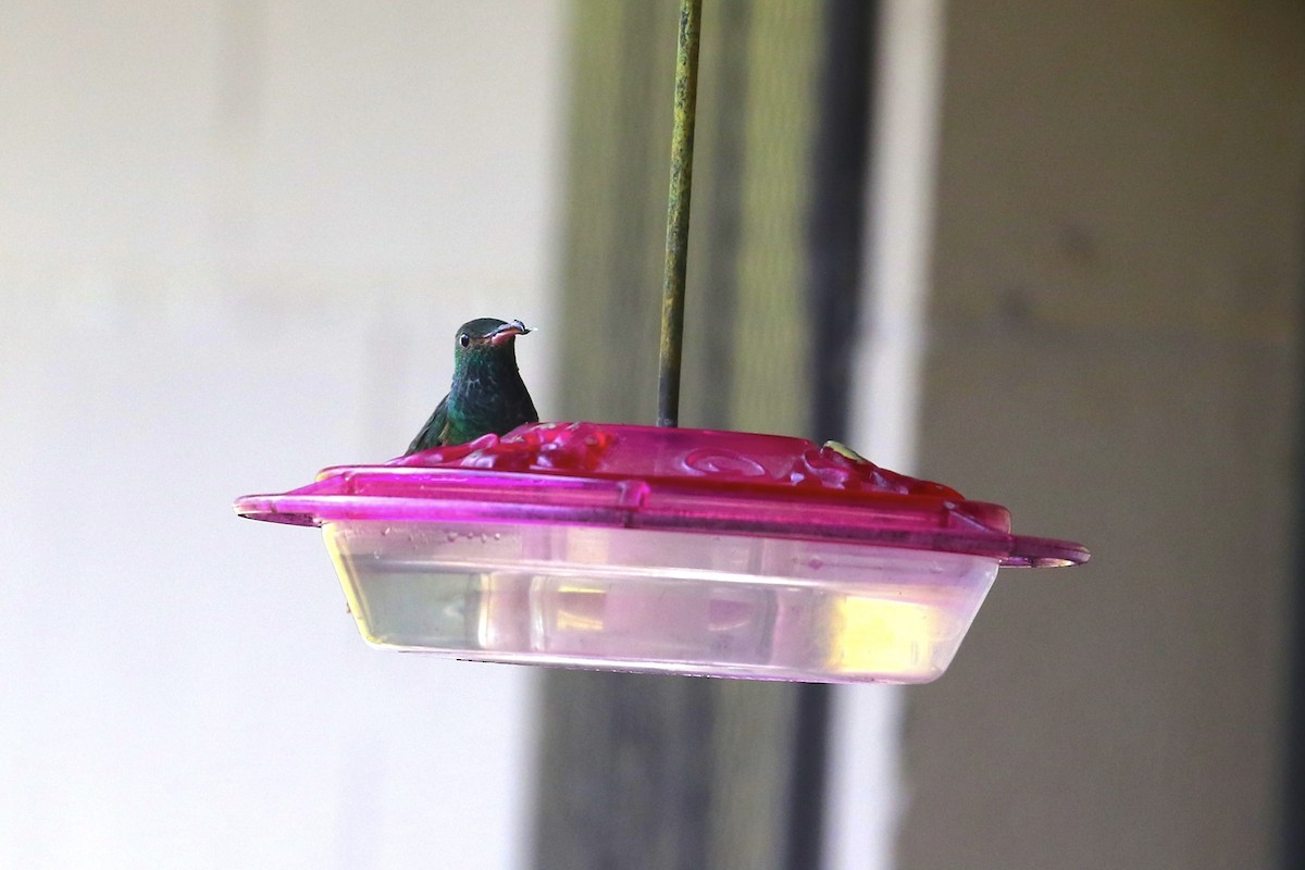 Buff-bellied Hummingbird - ML646915145