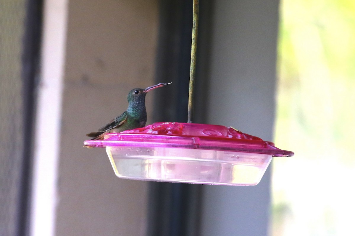 Buff-bellied Hummingbird - ML646915146