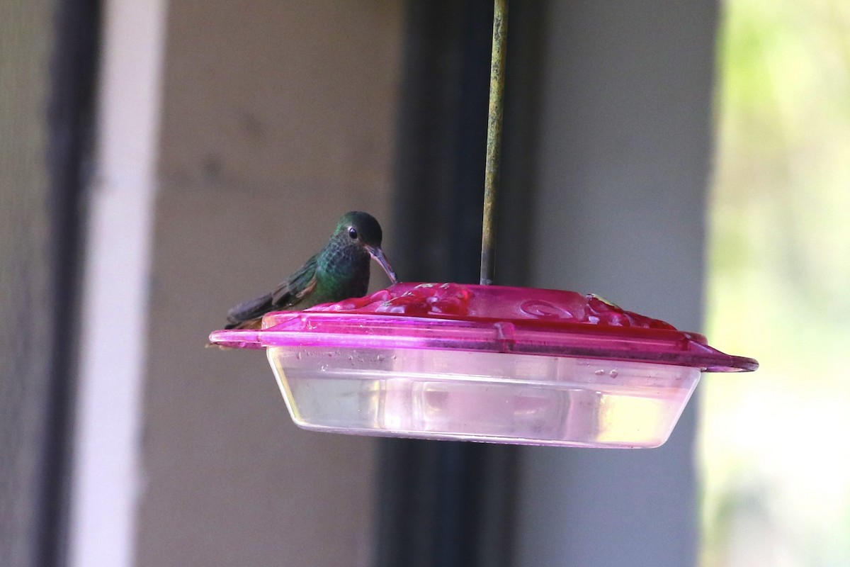 Buff-bellied Hummingbird - ML646915147