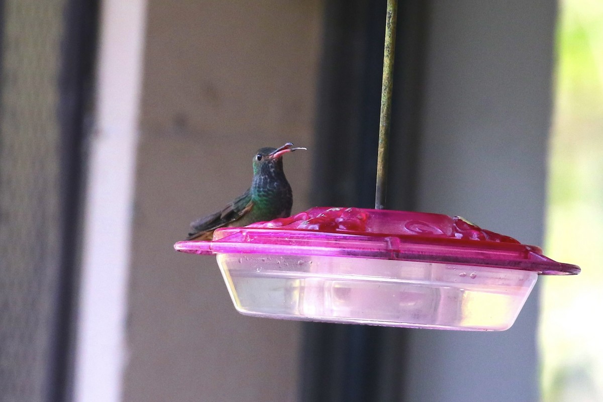 Buff-bellied Hummingbird - ML646915148