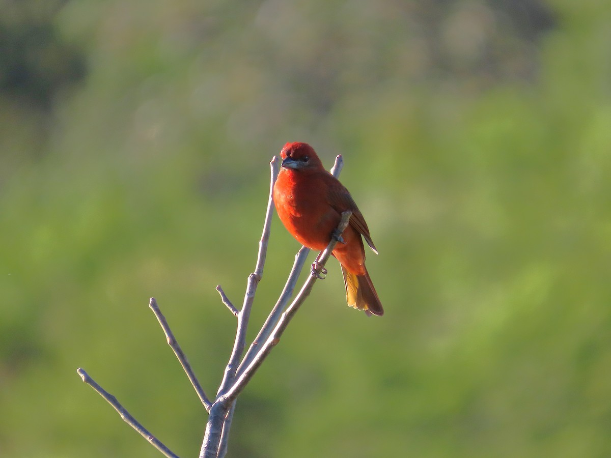 Hepatic Tanager - ML646915149