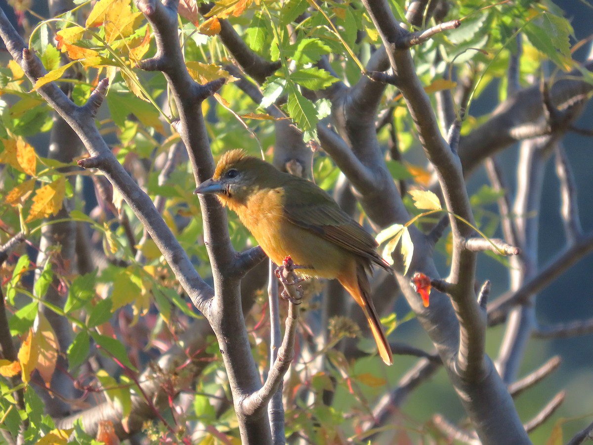 Hepatic Tanager - ML646915150