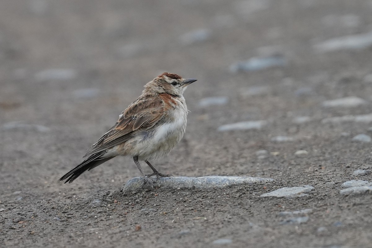 Red-capped Lark - ML646915151
