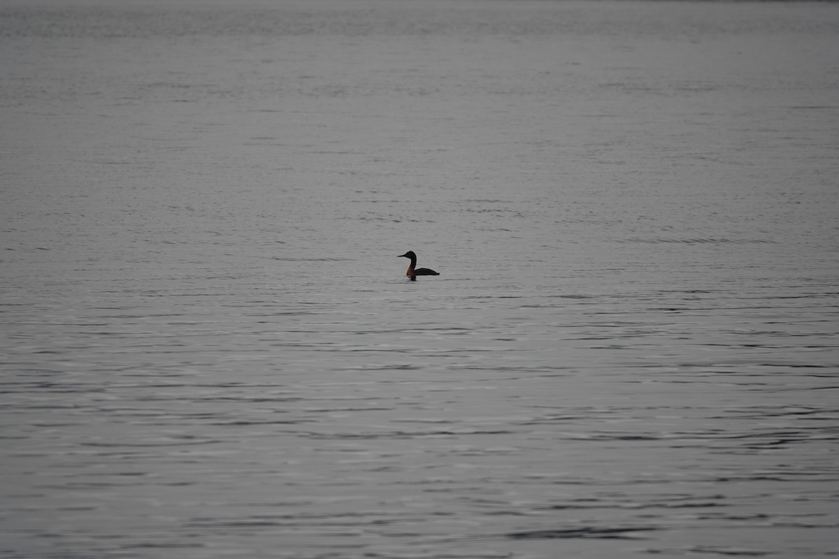 Magellantaucher - ML646915157