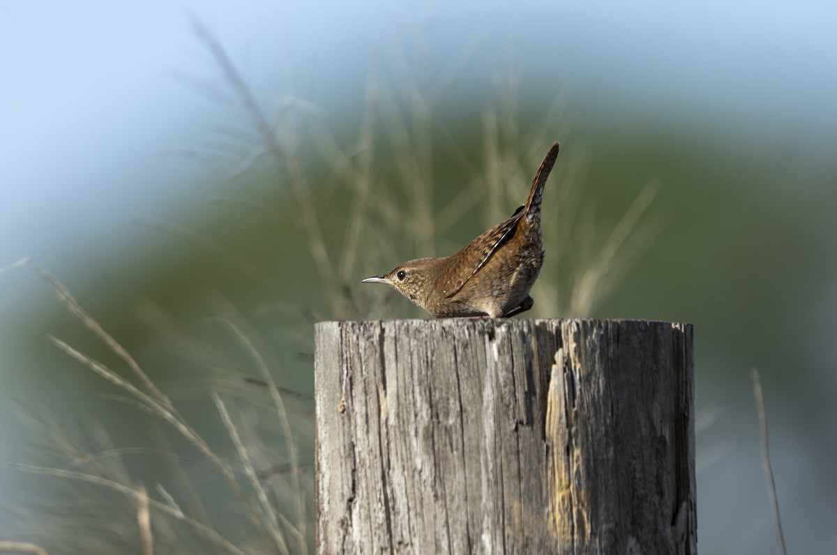 Northern House Wren - ML646915160