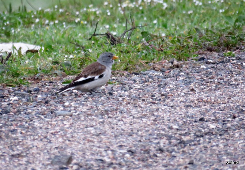White-winged Snowfinch - ML646915163