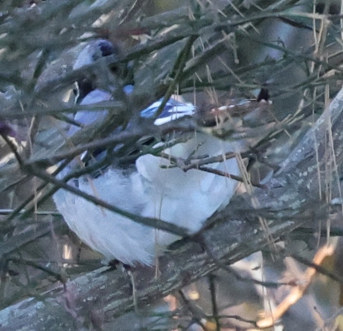 Chara Azul - ML646915169