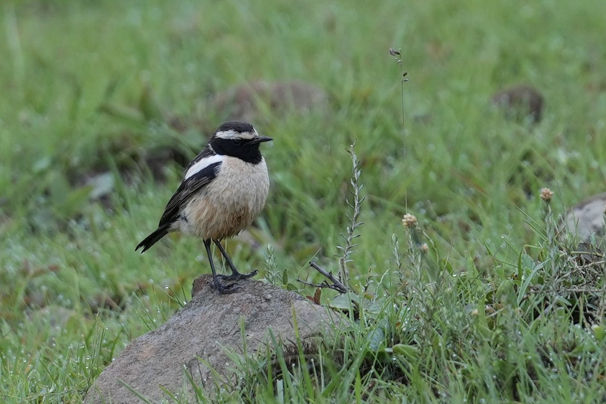 Buff-streaked Chat - ML646915175