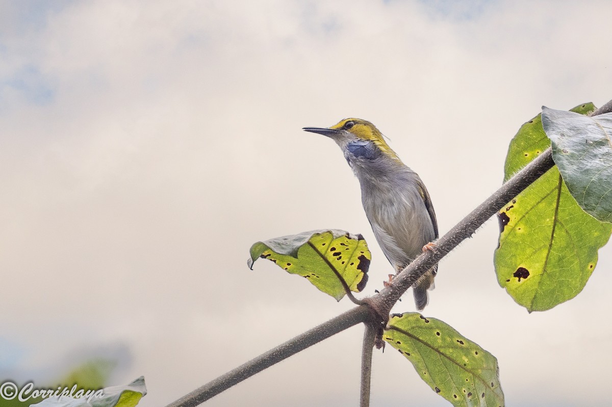 Yellow-browed Camaroptera - ML646915176