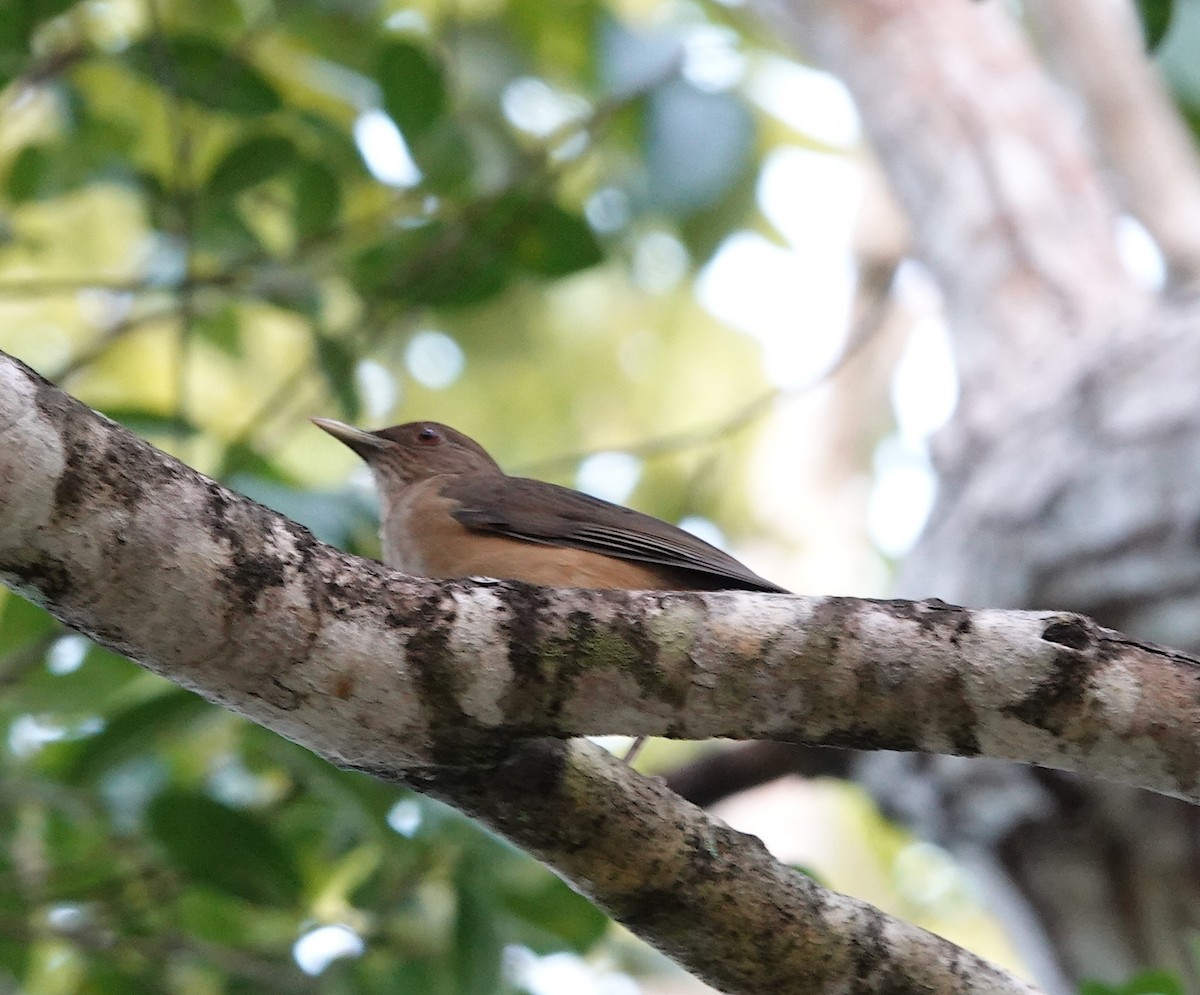 バフムジツグミ - ML646915178