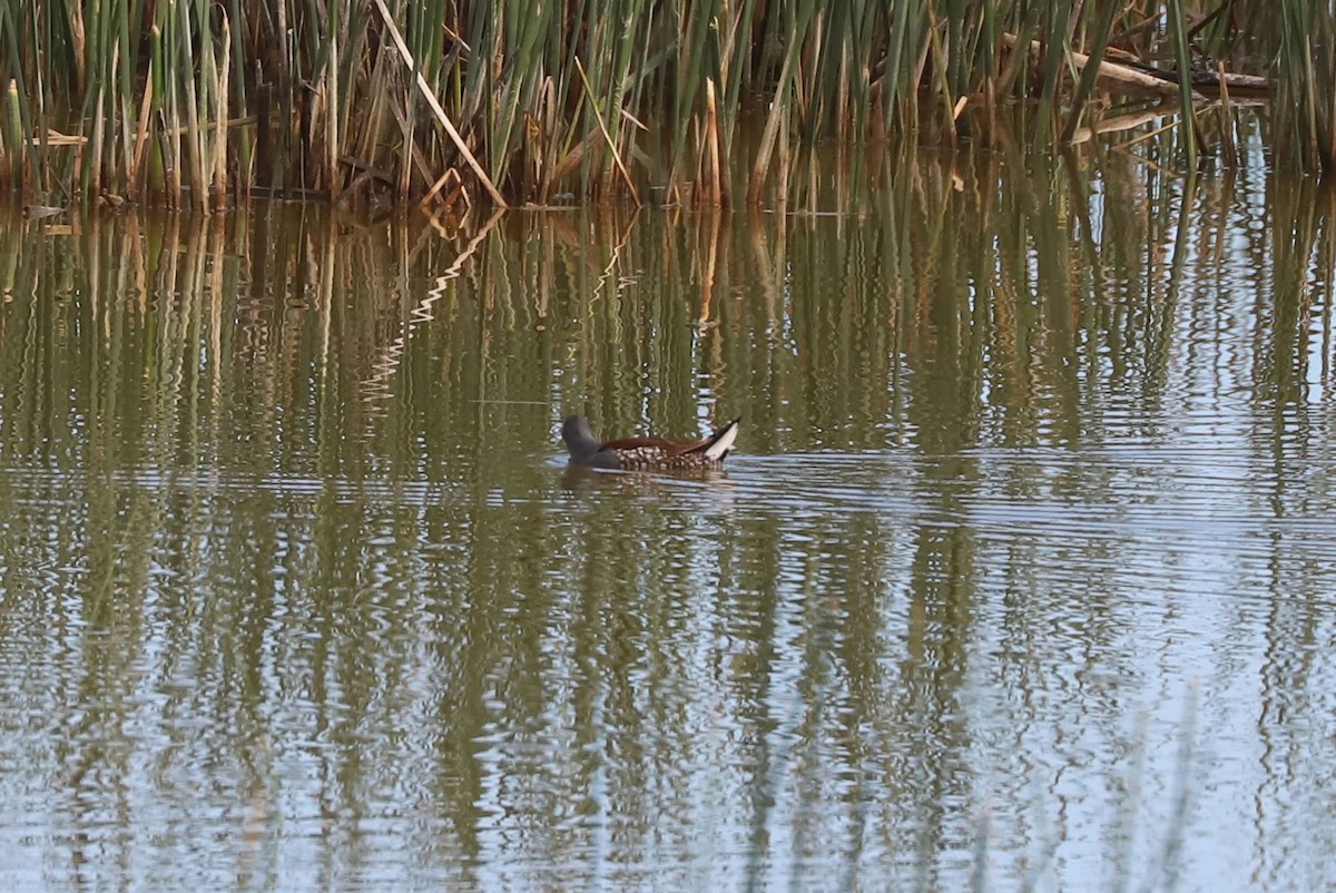 Spot-flanked Gallinule - ML646915181